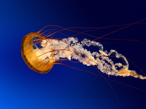 Jellyfish are the major non-polyp form of individuals of the phylum Cnidaria. They are typified as free-swimming marine animals consisting of a gelatinous umbrella-shaped bell and trailing tentacles.